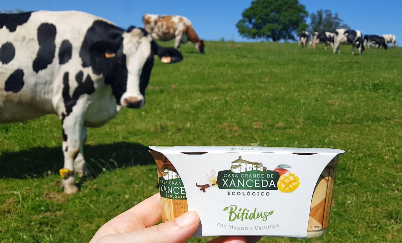 Bífidus ecológico con Mango y Vainilla